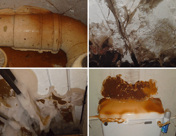dry rot conditions 