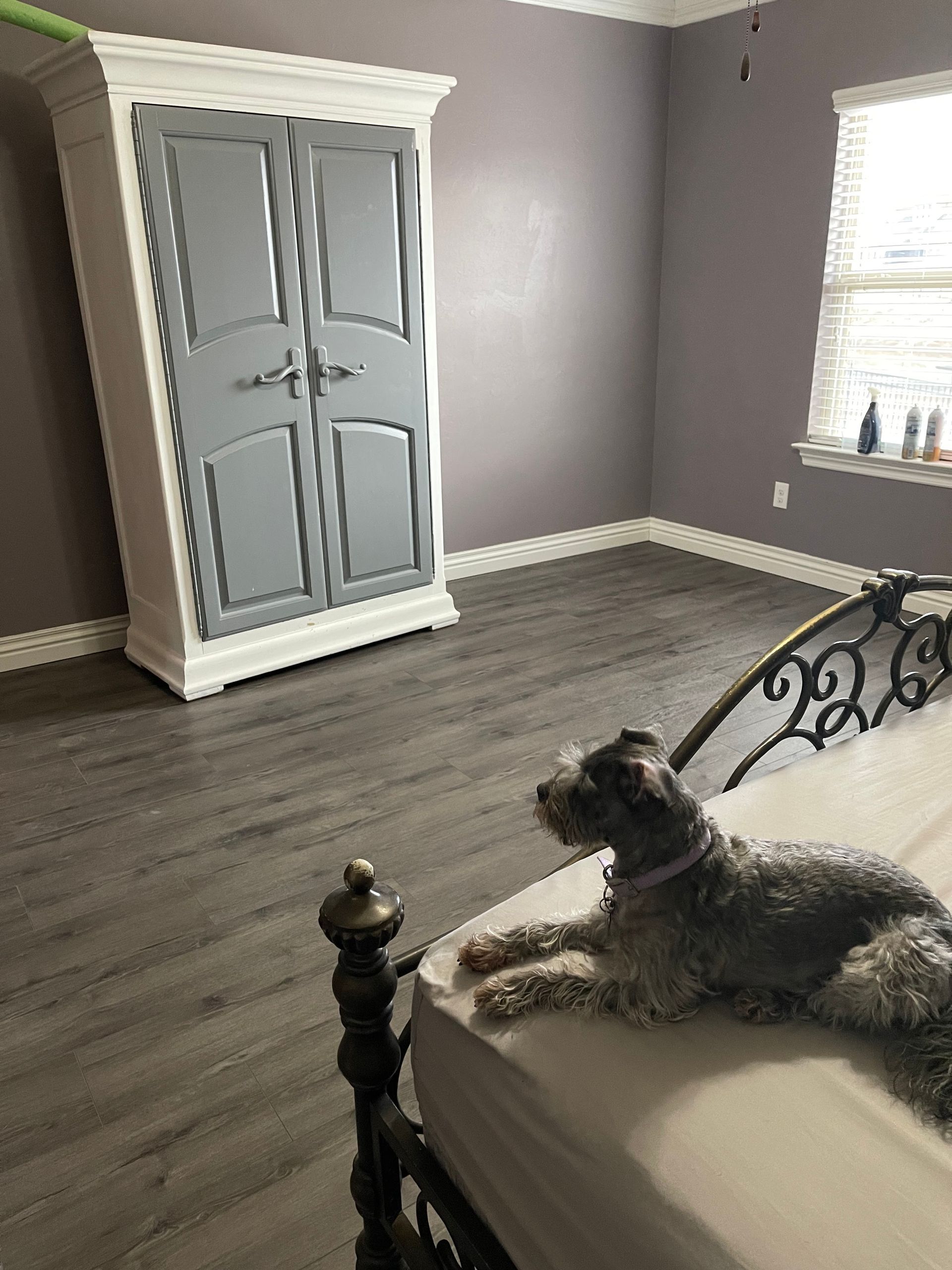 Small dog lying on a bed in a gray bedroom with a white wardrobe and window blinds.