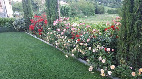 Fiori di vario colore in un giardino
