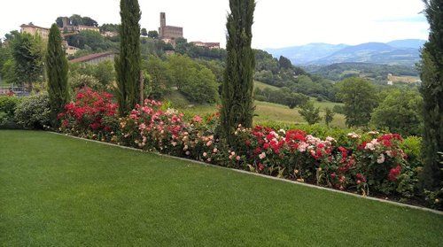 Giardino con fiori decorativi