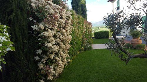 Siepi in un giardino