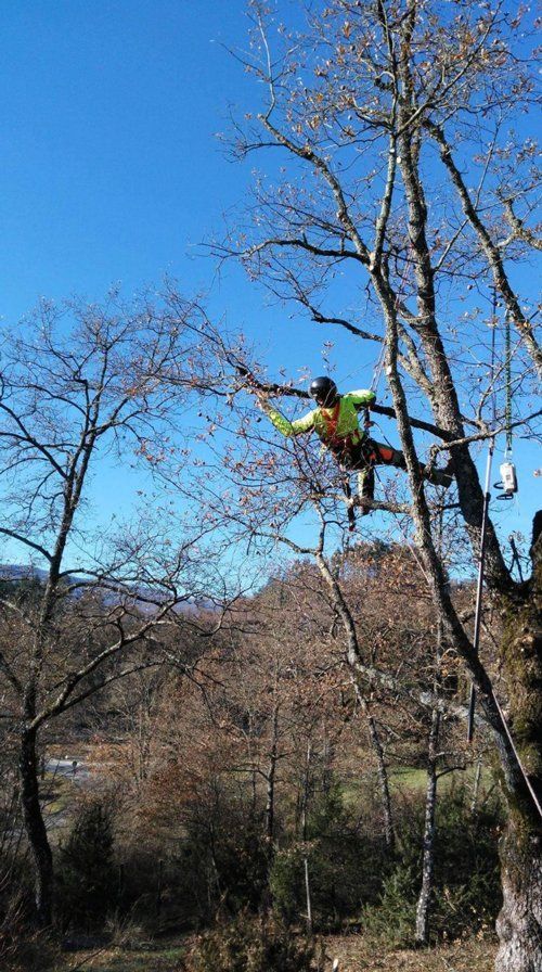 Potatura dei rami di un albero