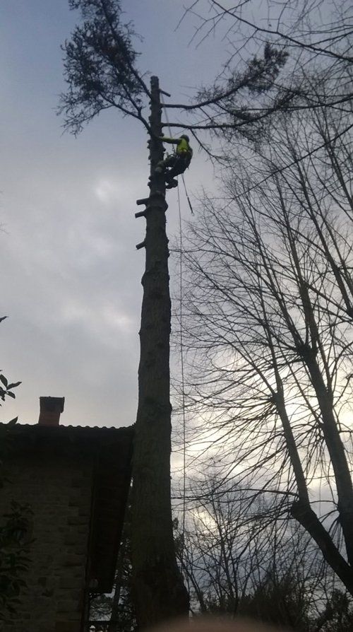 Operaio su un albero