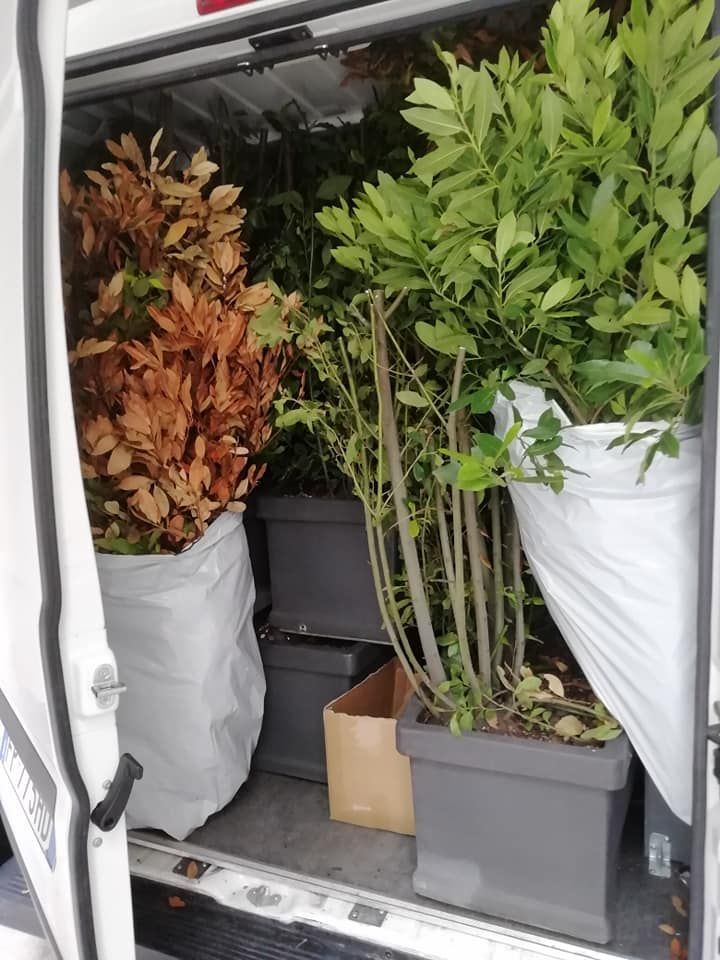 trasporto di piante nel furgone