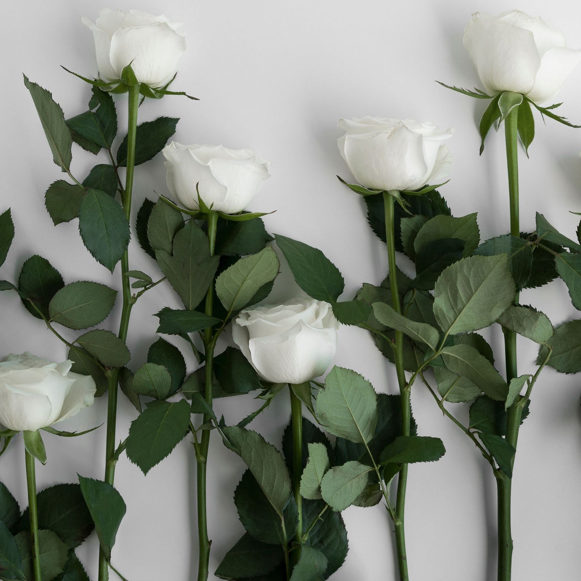 a row of white roses with green leaves on a white background