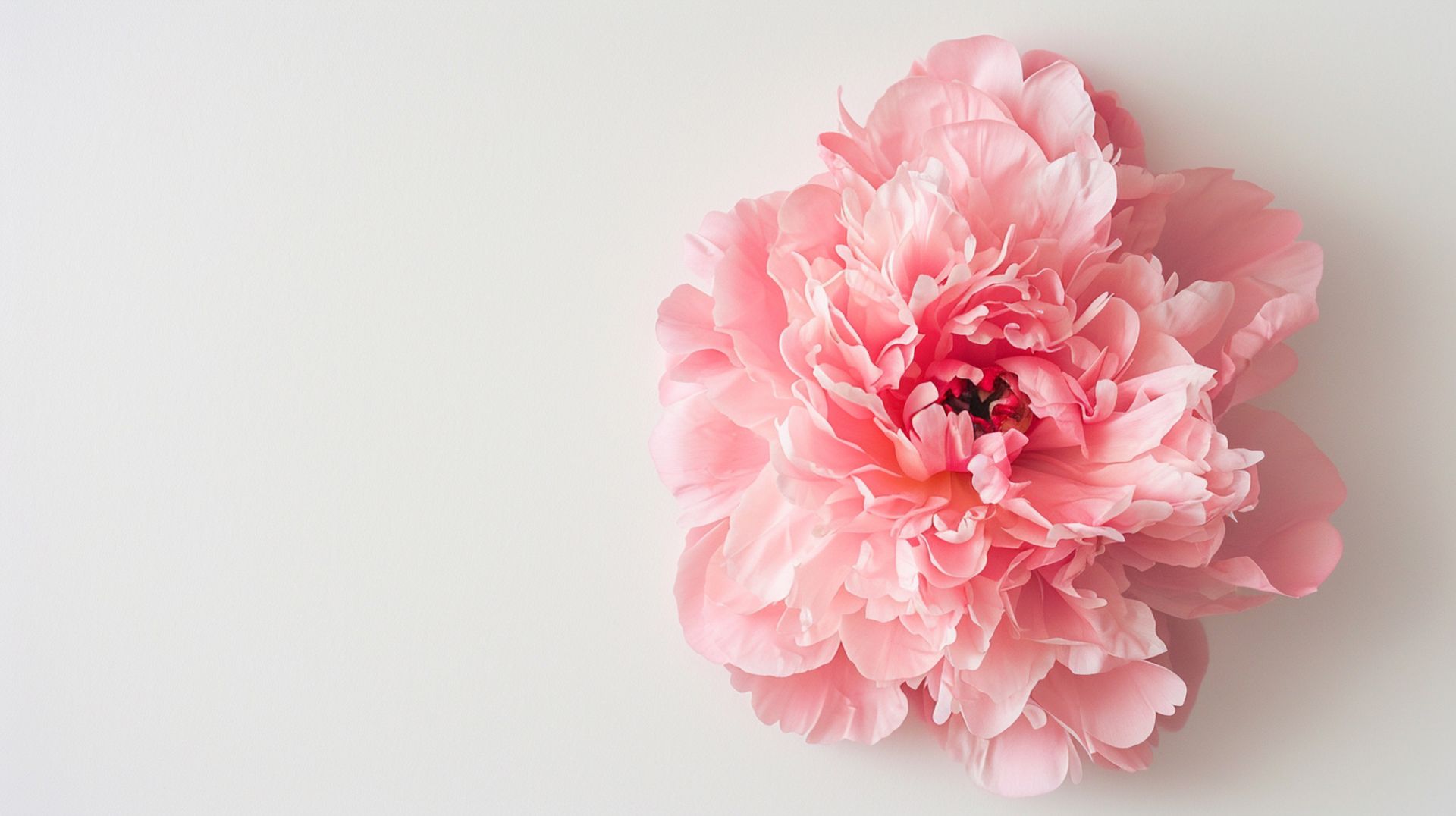 A close up of a pink peony on a white background.