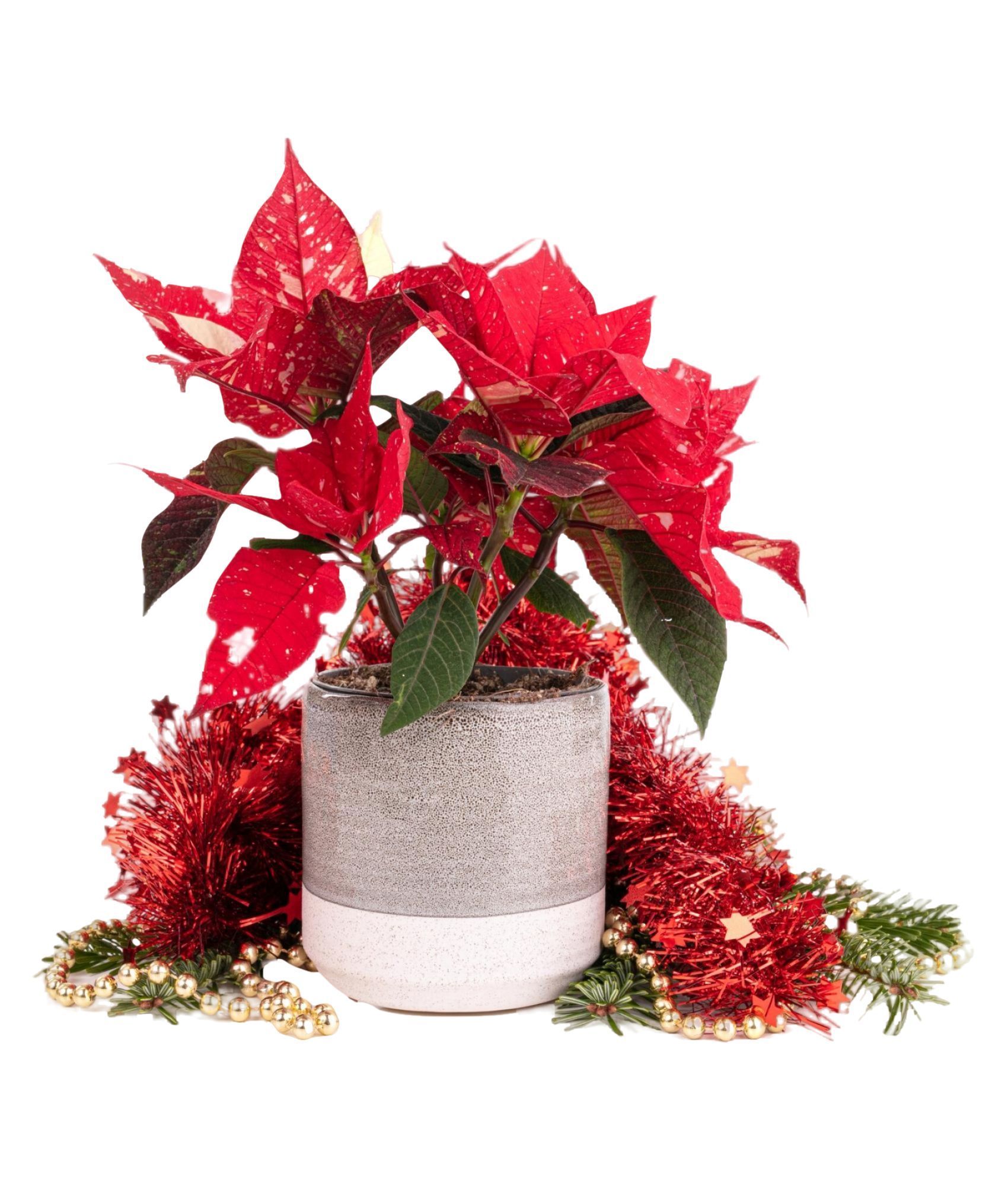 a potted plant with red leaves is surrounded by red tinsel