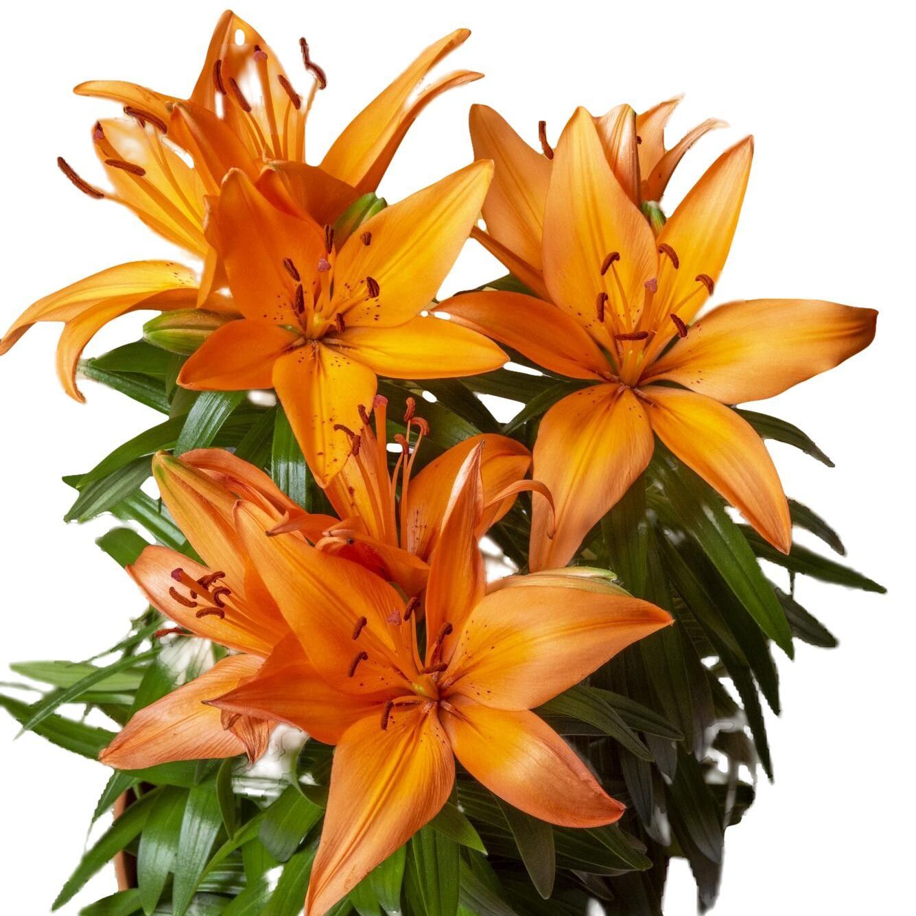 a bunch of orange flowers with green leaves on a white background