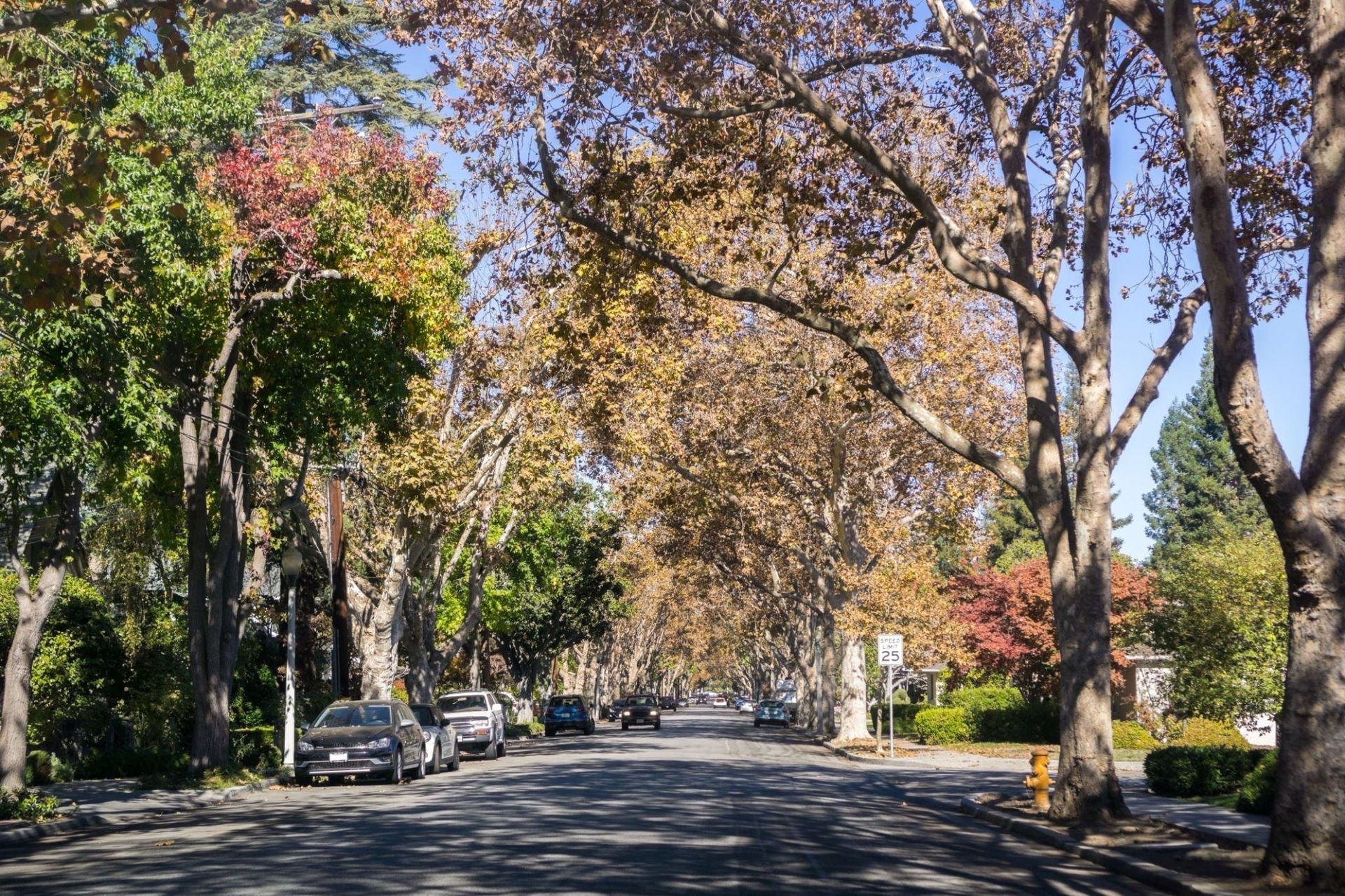 A row of trees along a street with cars parked on the side of the road.