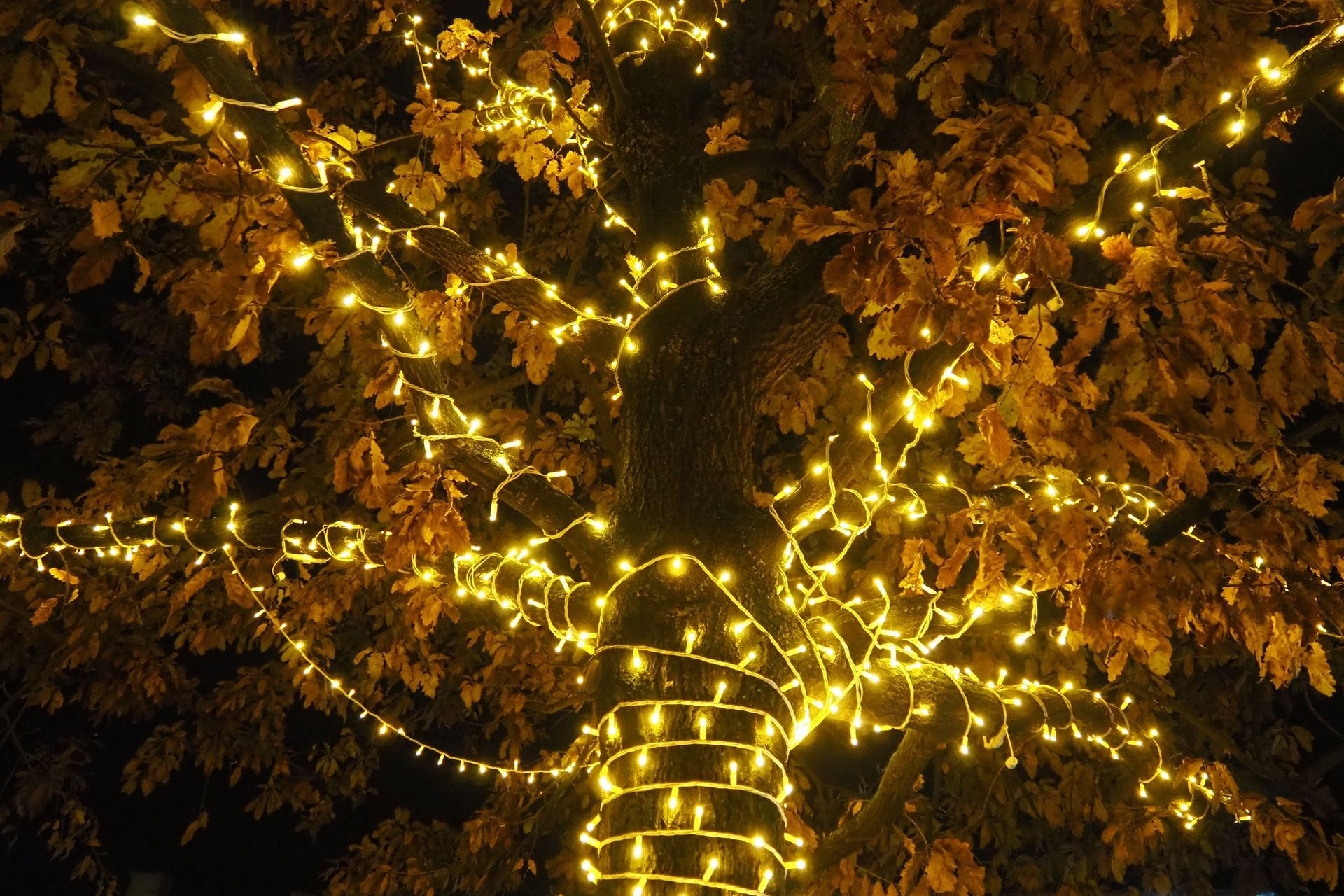 Tree trunk and branches illuminated by yellow string lights at night.