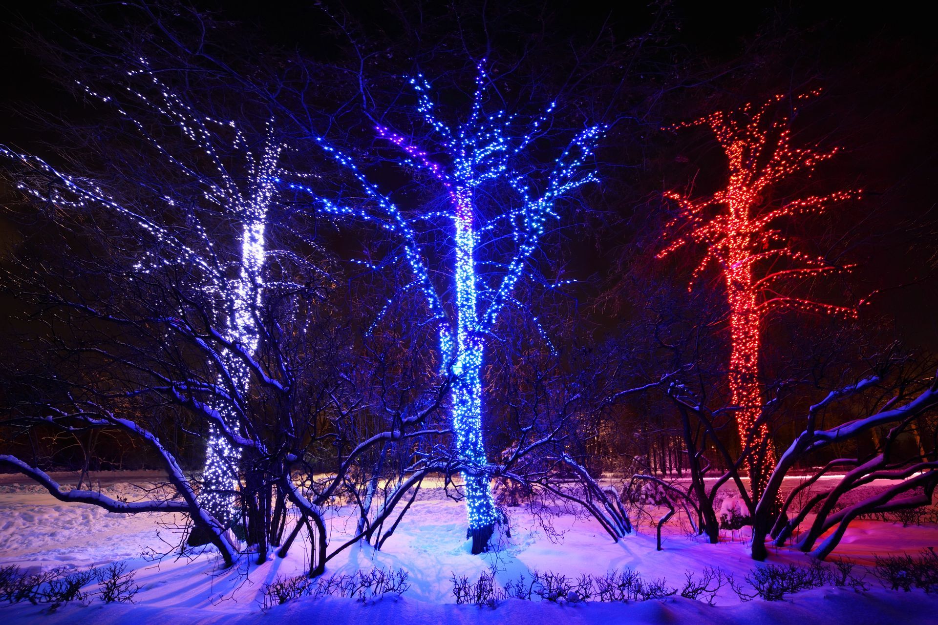 Three trees, illuminated with white, blue, and red lights, stand in a snowy setting at night.