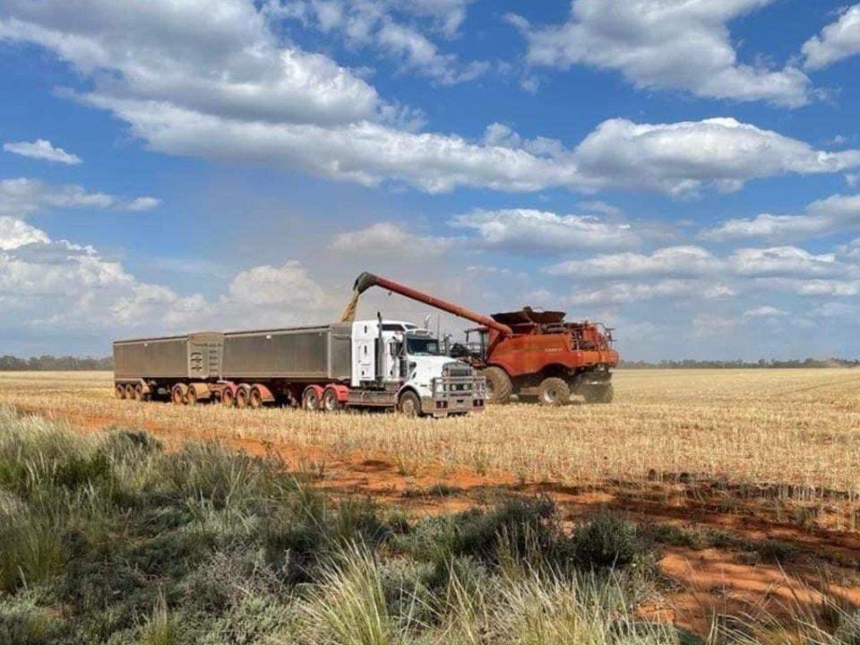 Uploading cutting grain into the truck from the field