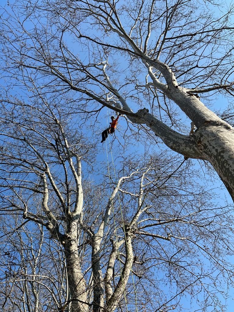 potatura albero in tree climbing