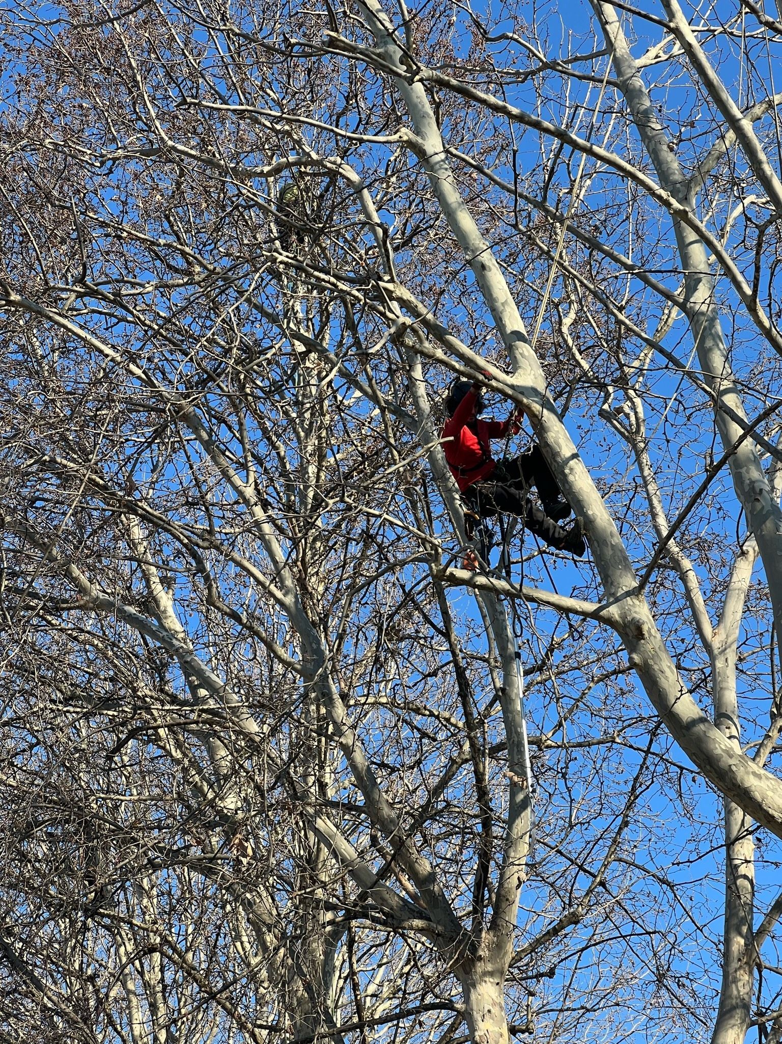 potatura albero ad alto fusto