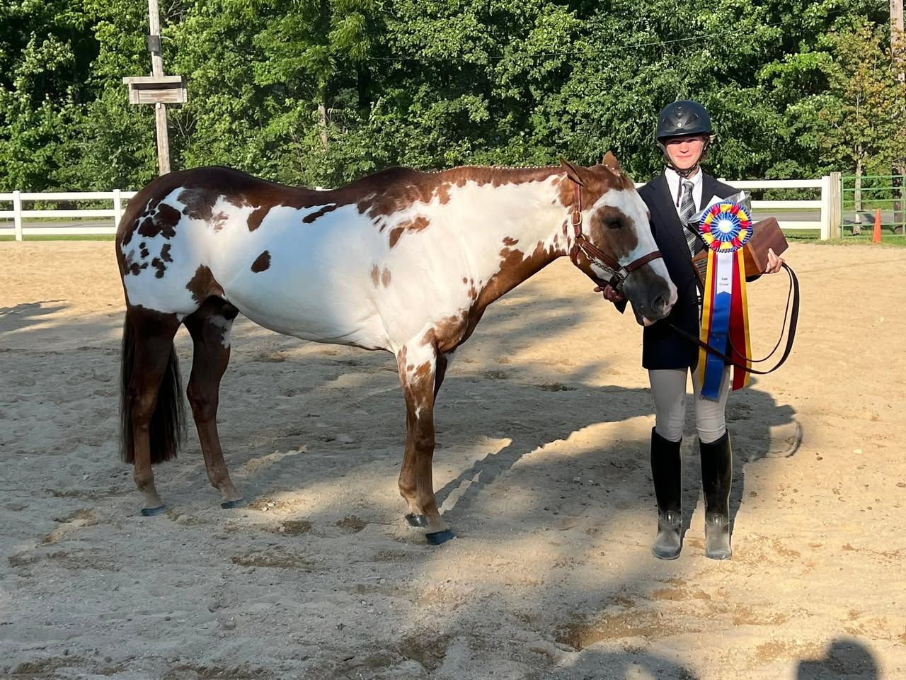 A person in formal equestrian attire stands in a sand arena next to a brown and white pinto horse holding a show ribbon.