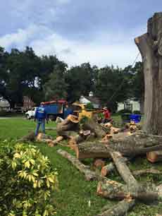 Tree Removal — Tree Removal Service in Auburndale, FL Tree Removal — Tree Removal Service in Auburndale, FL