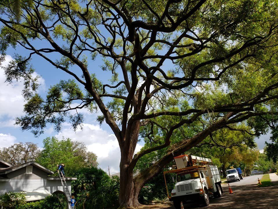 Big Tree 2 — Tree Removal Service in Auburndale, FL