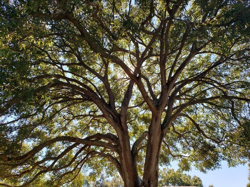 Big Tree — Tree Removal Service in Auburndale, FL