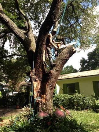 Tree Service — Tree Removal Service in Lakeland, FL
