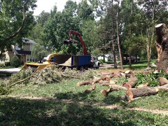 Tree 3 — Tree Removal Service in Auburndale, FL