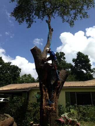 Tree 4 — Tree Removal Service in Auburndale, FL