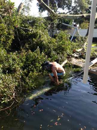 Tree 6 — Tree Removal Service in Auburndale, FL