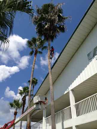 Tree Besides the Building — Tree Removal Service in Auburndale, FL