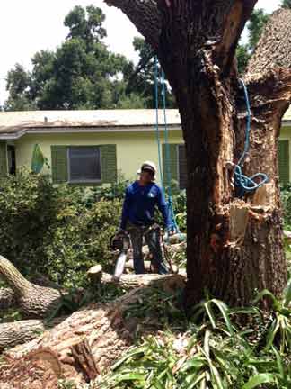 Tree Cutting — Tree Removal Service in Auburndale, FL