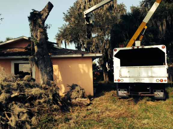 Tree 7 — Tree Removal Service in Auburndale, FL