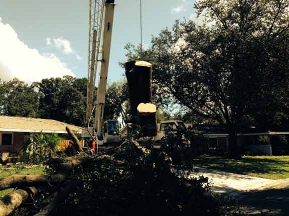 Removing Tree — Tree Removal Service in Auburndale, FL