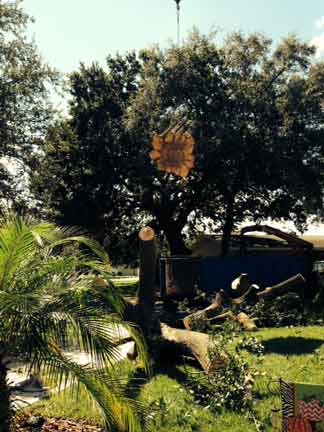 Tree 10 — Tree Removal Service in Auburndale, FL