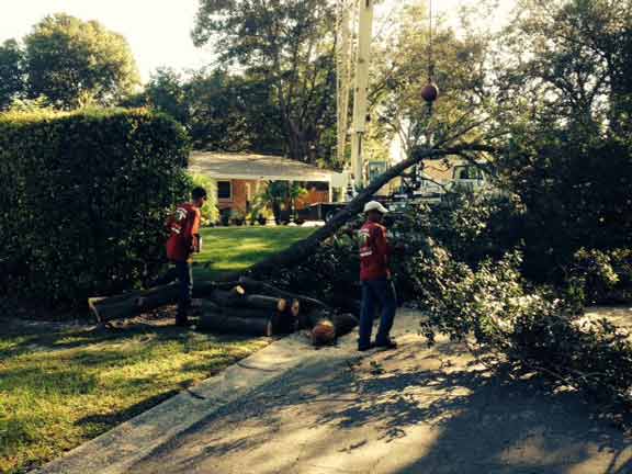 Tree 11 — Tree Removal Service in Auburndale, FL