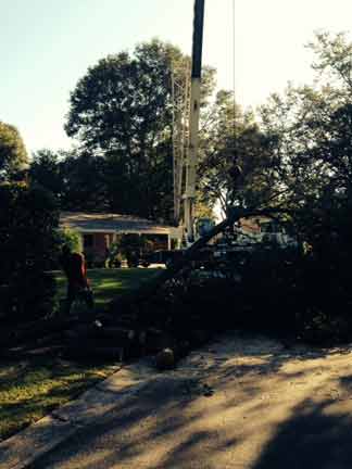 Tree 12 — Tree Removal Service in Auburndale, FL