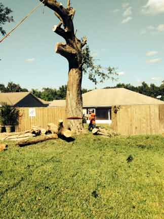 Remove Tree — Tree Removal Service in Auburndale, FL