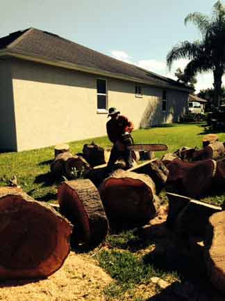 Cutting Trees — Tree Removal Service in Auburndale, FL