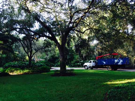 Tree 13 — Tree Removal Service in Auburndale, FL