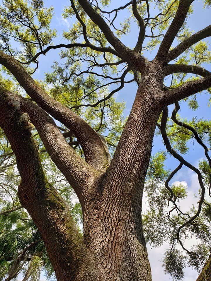 Tree 21 — Tree Removal Service in Auburndale, FL