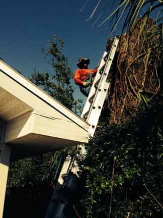 Removing Trees — Tree Removal Service in Auburndale, FL
