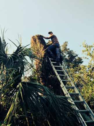 Expert Removing Tree — Tree Removal Service in Auburndale, FL