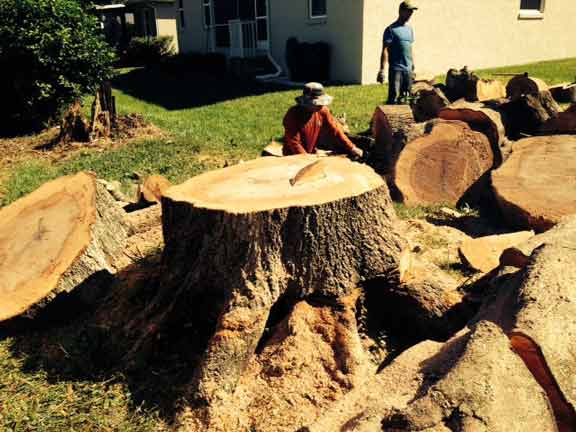 Tree Cutting Service — Tree Removal Service in Auburndale, FL