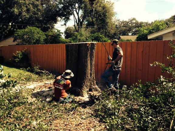 Tree Cutting Experts — Tree Removal Service in Auburndale, FL