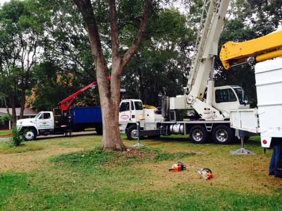 Truck and Tree — Tree Removal Service in Auburndale, FL