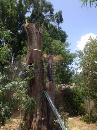 Trees — Tree Removal Service in Auburndale, FL