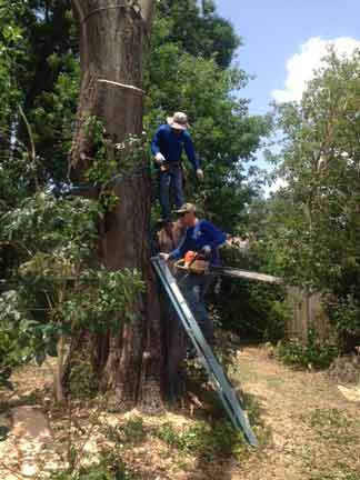 Tree and Experts — Tree Removal Service in Auburndale, FL