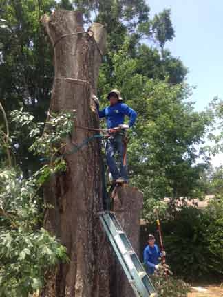 Experts and Trees — Tree Removal Service in Auburndale, FL
