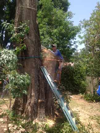 Expert Removing Trees — Tree Removal Service in Auburndale, FL