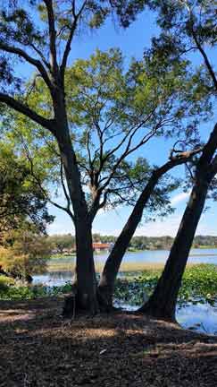 Tree 14 — Tree Removal Service in Auburndale, FL