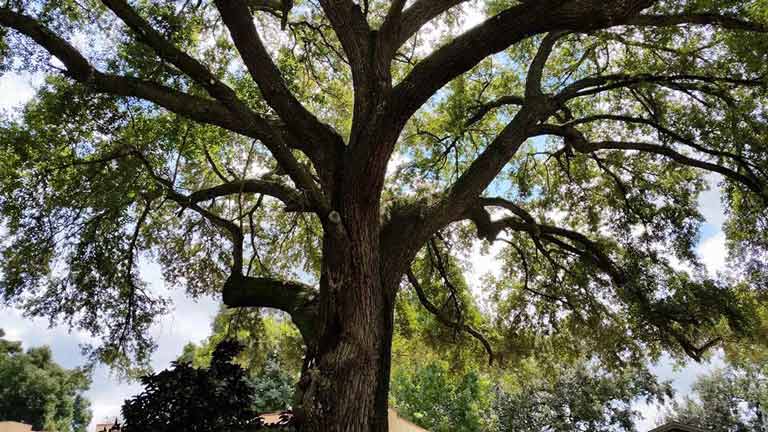 Tree 15 — Tree Removal Service in Auburndale, FL
