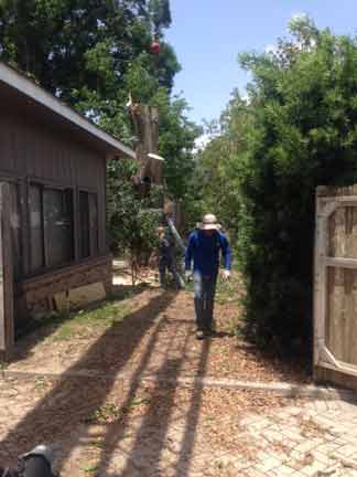 Tree 17 — Tree Removal Service in Auburndale, FL