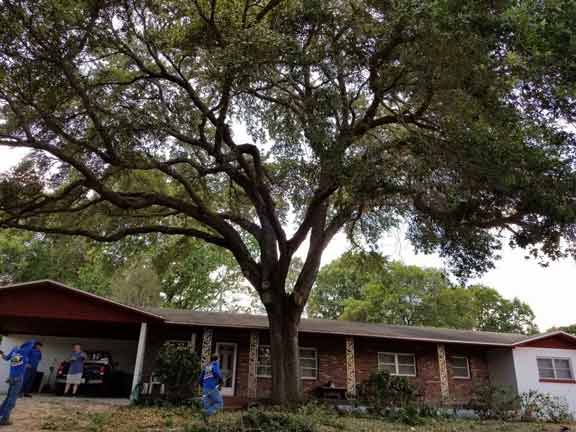 Tree 18 — Tree Removal Service in Auburndale, FL